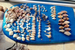 Siesta Shells